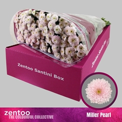 Chrysanth Santini Miller Pearl 55cm 48gr.