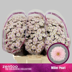 Chrysanth Santini Miller Pearl 55cm 52gr.