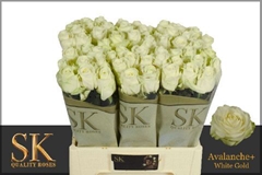 Rosa Avalanche+ 60cm