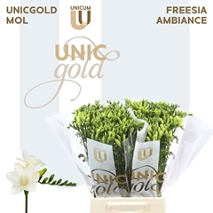 Freesia Single Ambiance 50cm 20gr.