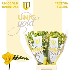 Freesia Double Soleil 50cm 20gr.