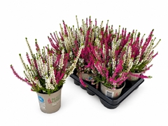 Calluna Beauty Ladies Mix In Pot 2 Colours 12Ø 30cm
