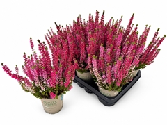 Calluna Beauty Ladies Mix In Pot 2 Colours 12Ø 30cm