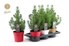 Pinus Silver Crest 17Ø 47cm