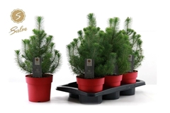 Pinus Silver Crest 17Ø 47cm