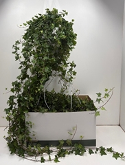Hedera Helix Pittsburgh 24Ø 130cm