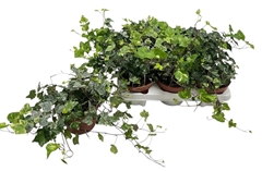 Hedera Helix Kolibri 13Ø 30cm