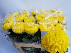 Chrysanth Single Rivalry 80cm 130gr.