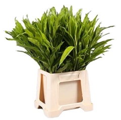 Dracaena Fragrans Lemon Lime 52cm