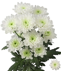 Chrysanth Spray Altaj 70cm 80gr.