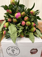 Paeonia Monsieur Jules Elie 55cm