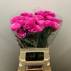 Dianthus Single Haiku 60cm