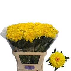 Chrysanth Singe Yeti Dark Yellow 75cm 85gr.