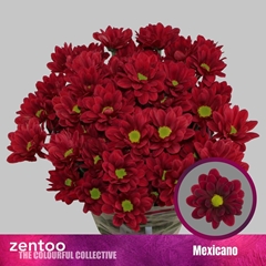 Chrysanth Spray Mexicano 70cm 85gr.