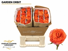 Rosa Garden Orbit 50cm