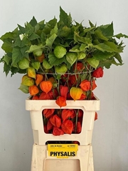 Physalis Alkekengi Lampion Per Stem 70cm