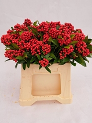 Skimmia Japonica Pabella 35cm