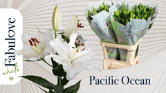 Lily Oriental Pacific Ocean 95cm 5+