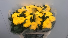 Chrysanth Single Migoli 75cm 100gr.