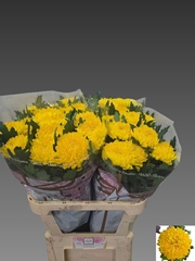 Chrysanth Single Rivalry 80cm 100gr.