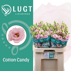 Eustoma Double Cotton Candy 70cm