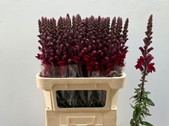 Antirrhinum Potomac Red 80cm