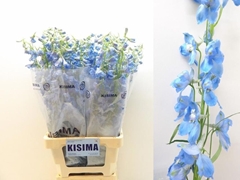 Delphinium Single Sky Waltz 80cm