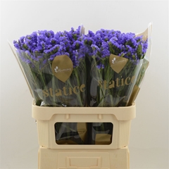Limonium Sinuatum Levis Wings 80cm 45gr.