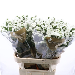 Limonium Sinuatum Silvery Sun Birds 80cm 55gr.
