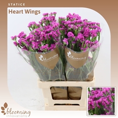 Limonium Sinuatum Heart Wings 80cm 35gr.