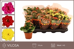 Kalanchoe Double Mix 8Ø 15cm