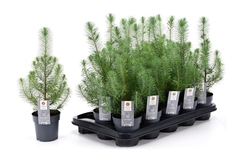 Pinus Silver Crest 10Ø 40cm