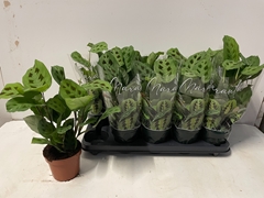 Maranta Kerchoveana 12Ø 30cm