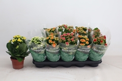 Kalanchoe Double Rosaline Mix 12Ø 27cm