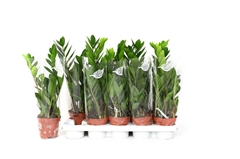 Zamioculcas 12Ø 50cm