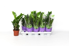 Zamioculcas 12Ø 40cm