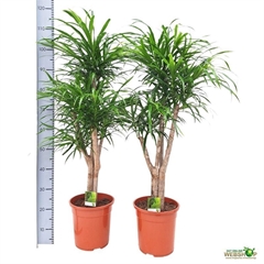 Dracaena Anita 24Ø 110cm