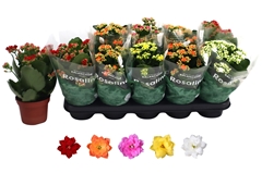 Kalanchoe Double Rosaline Mix 12Ø 27cm