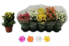 Kalanchoe Double Rosaline Mix 12Ø 27cm