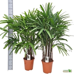 Rhapis Excelsa 21Ø 120cm