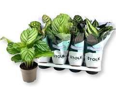 Calathea Mixed 5 Varietys 14Ø 45cm
