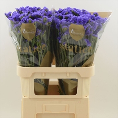 Limonium Sinuatum Pippa Wings 80cm 55gr.
