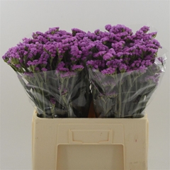 Limonium Sinuatum Heart Wings 60cm 20gr.