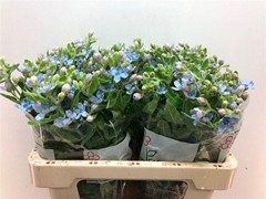 Oxypetalum Tanioka Pure Blue 55cm