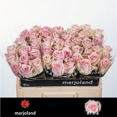 Rosa Sweet Dolomiti@ 50cm