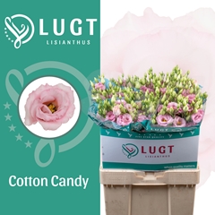 Eustoma Double Cotton Candy 70cm