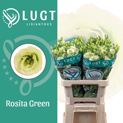 Eustoma Double Rosita Green 70cm