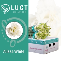 Eustoma Double Alissa White 70cm