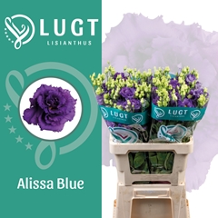 Eustoma Double Alissa Blue 70cm