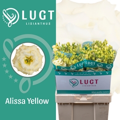 Eustoma Double Alissa Yellow 70cm